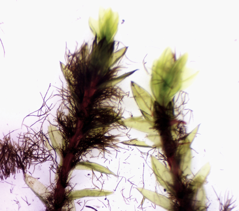 Bryum pseudotriquetrum